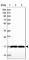 OCIA Domain Containing 2 antibody, HPA041090, Atlas Antibodies, Western Blot image 