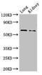 Phospholipase B Domain Containing 2 antibody, orb47075, Biorbyt, Western Blot image 