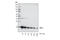Interferon Alpha 13 antibody, 3115S, Cell Signaling Technology, Western Blot image 