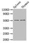 Tubulin Beta 3 Class III antibody, CSB-PA03874A0Rb, Cusabio, Western Blot image 