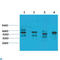 Ik1 antibody, LS-C813643, Lifespan Biosciences, Western Blot image 