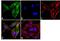 Dynamin 2 antibody, PA1-661, Invitrogen Antibodies, Immunofluorescence image 