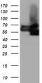 BTN antibody, TA501530S, Origene, Western Blot image 