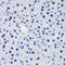 Baculoviral IAP Repeat Containing 7 antibody, STJ114474, St John