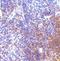 Interferon Regulatory Factor 7 antibody, NBP1-77263, Novus Biologicals, Immunohistochemistry frozen image 