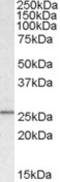 SYF2 Pre-MRNA Splicing Factor antibody, NB100-1132, Novus Biologicals, Immunohistochemistry frozen image 