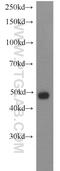 Smad Nuclear Interacting Protein 1 antibody, 14950-1-AP, Proteintech Group, Western Blot image 