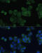 Zinc Finger FYVE-Type Containing 9 antibody, 23-779, ProSci, Immunofluorescence image 