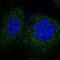 F-Box Protein 45 antibody, NBP1-91891, Novus Biologicals, Immunofluorescence image 