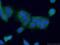 Histone Deacetylase 10 antibody, 24913-1-AP, Proteintech Group, Immunofluorescence image 