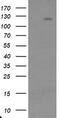 Ubiquitin Specific Peptidase 36 antibody, CF800096, Origene, Western Blot image 