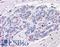 Neuroplastin antibody, LS-A9023, Lifespan Biosciences, Immunohistochemistry frozen image 