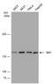 Stromal Antigen 1 antibody, MA5-27807, Invitrogen Antibodies, Western Blot image 