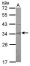 Nuclear Receptor Binding Factor 2 antibody, PA5-31539, Invitrogen Antibodies, Western Blot image 