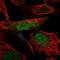 SMC5-SMC6 Complex Localization Factor 2 antibody, HPA057568, Atlas Antibodies, Immunofluorescence image 