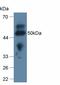 Apolipoprotein L2 antibody, abx130657, Abbexa, Western Blot image 