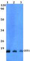 Cystatin SN antibody, PA5-75702, Invitrogen Antibodies, Western Blot image 