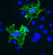 Prion Protein antibody, A02447, Boster Biological Technology, Immunocytochemistry image 