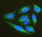 Thioredoxin 2 antibody, A04586-1, Boster Biological Technology, Immunofluorescence image 