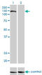 Trafficking Protein Particle Complex 10 antibody, LS-C198349, Lifespan Biosciences, Western Blot image 