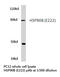 Heat Shock Protein 90 Alpha Family Class B Member 1 antibody, LS-C176684, Lifespan Biosciences, Western Blot image 