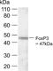 FOXP3 antibody, 700914, Invitrogen Antibodies, Western Blot image 