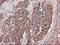 Carboxypeptidase A1 antibody, NBP1-47704, Novus Biologicals, Immunohistochemistry frozen image 