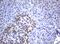 Neuraminidase 1 antibody, MA5-26508, Invitrogen Antibodies, Immunohistochemistry frozen image 