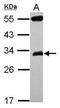 Hydroxyacylglutathione Hydrolase antibody, PA5-30965, Invitrogen Antibodies, Western Blot image 