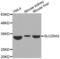 Solute Carrier Family 25 Member 2 antibody, abx002535, Abbexa, Western Blot image 