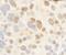 c-Myb antibody, A304-135A, Bethyl Labs, Immunohistochemistry paraffin image 