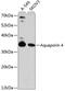 Aquaporin 4 antibody, 15-269, ProSci, Western Blot image 