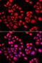 PR domain zinc finger protein 14 antibody, LS-C748696, Lifespan Biosciences, Immunofluorescence image 