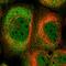 Coiled-Coil Serine Rich Protein 2 antibody, HPA037482, Atlas Antibodies, Immunofluorescence image 