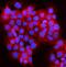 C-Jun-amino-terminal kinase-interacting protein 4 antibody, A02751-1, Boster Biological Technology, Immunofluorescence image 