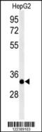 Alkaline Ceramidase 3 antibody, 63-718, ProSci, Western Blot image 