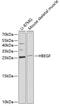 Heparin Binding EGF Like Growth Factor antibody, 16-811, ProSci, Western Blot image 