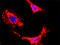 Phosphatidylinositol-4,5-Bisphosphate 3-Kinase Catalytic Subunit Beta antibody, LS-C105010, Lifespan Biosciences, Proximity Ligation Assay image 