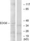 Sphingosine-1-Phosphate Receptor 4 antibody, LS-C120578, Lifespan Biosciences, Western Blot image 