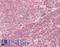 Serine/Threonine Kinase 24 antibody, LS-C317559, Lifespan Biosciences, Immunohistochemistry paraffin image 