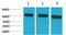 Heat Shock Protein Family A (Hsp70) Member 8 antibody, STJ97498, St John