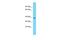 CXADR Like Membrane Protein antibody, PA5-69641, Invitrogen Antibodies, Western Blot image 