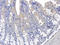 Cytochrome B5 Reductase 3 antibody, orb213848, Biorbyt, Immunohistochemistry paraffin image 