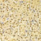Cell Division Cycle 25A antibody, 14-120, ProSci, Immunohistochemistry frozen image 