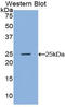 Noggin antibody, LS-C295658, Lifespan Biosciences, Western Blot image 