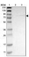 KIAA1789 antibody, NBP1-81375, Novus Biologicals, Western Blot image 