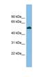 CUGBP Elav-Like Family Member 5 antibody, orb324918, Biorbyt, Western Blot image 