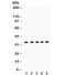 Estrogen Receptor Binding Site Associated Antigen 9 antibody, R31790, NSJ Bioreagents, Western Blot image 