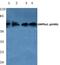 Protein Kinase AMP-Activated Catalytic Subunit Alpha 1 antibody, PA5-36615, Invitrogen Antibodies, Western Blot image 