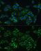 Cytochrome B5 Type A antibody, GTX53959, GeneTex, Immunofluorescence image 
